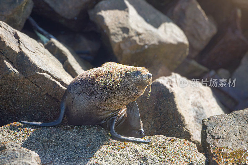 岩石上的海豹(Arctocephalus pusillus)